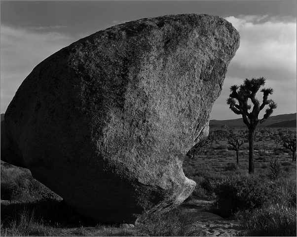 Joshua Tree